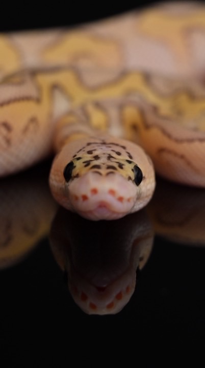 The Lazy Snake球蟒交流群