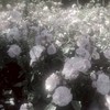 メロがりを奏でる♪‼️ハント全緩也