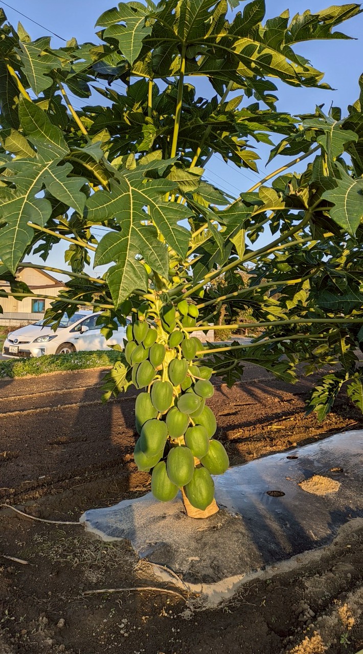 パパイヤ専科®