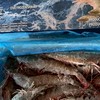 游家米諾（機車松）海產、各式肉品小賣部