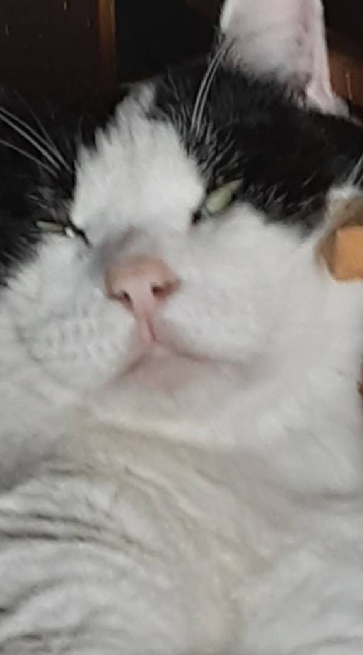 TwitterのFFさんだけ入ってねのオープンチャット