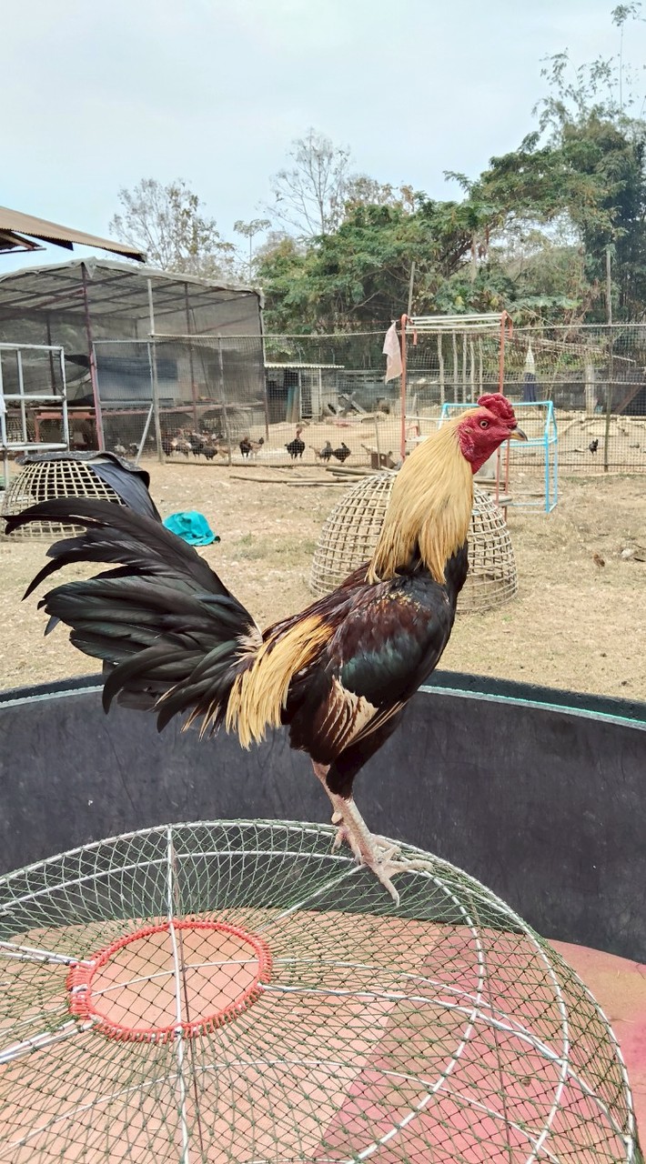 เพชรบรรเจิดฟาร์ม(01)