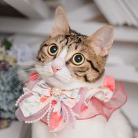 🐱曼妮淘氣小公主🐱交流群🐾