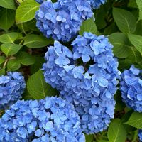 目眩が辛い人、集合✴️