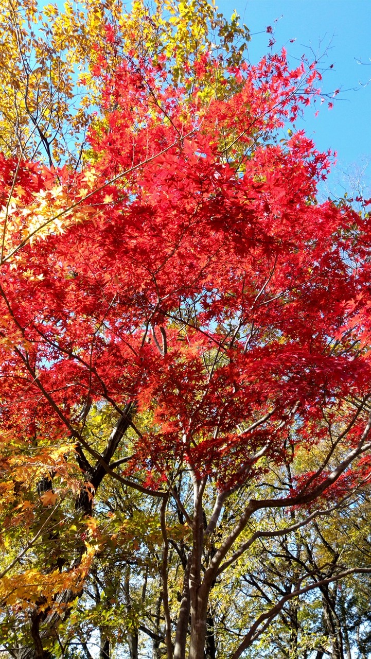 目眩が辛い人、集合✴️