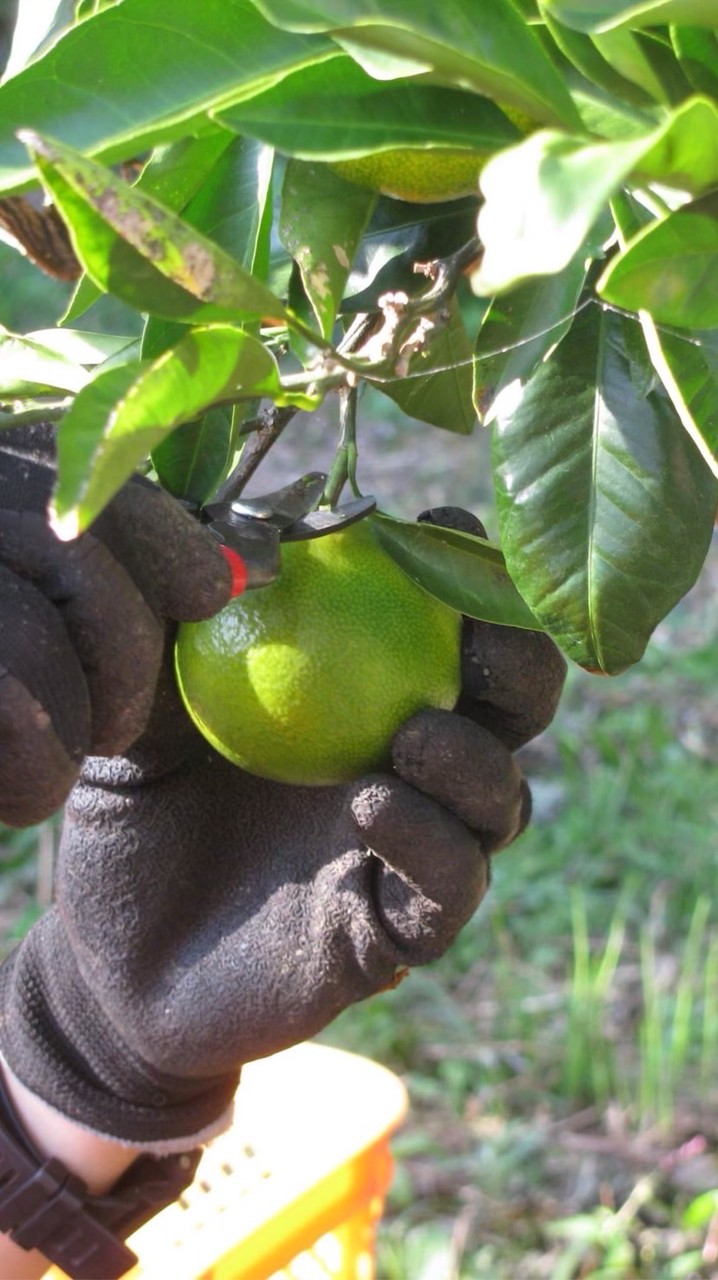 東農大×海士町