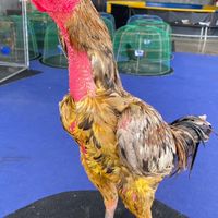 ส.สำเริง ไก่ชนฟาร์ม
