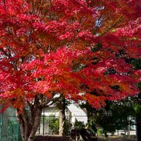 令和8年度韮山高校卓球部
