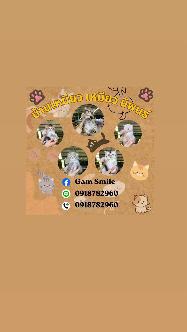 บ้าน เหมียว เหมียว นิพนธ์ 😻🏠💗