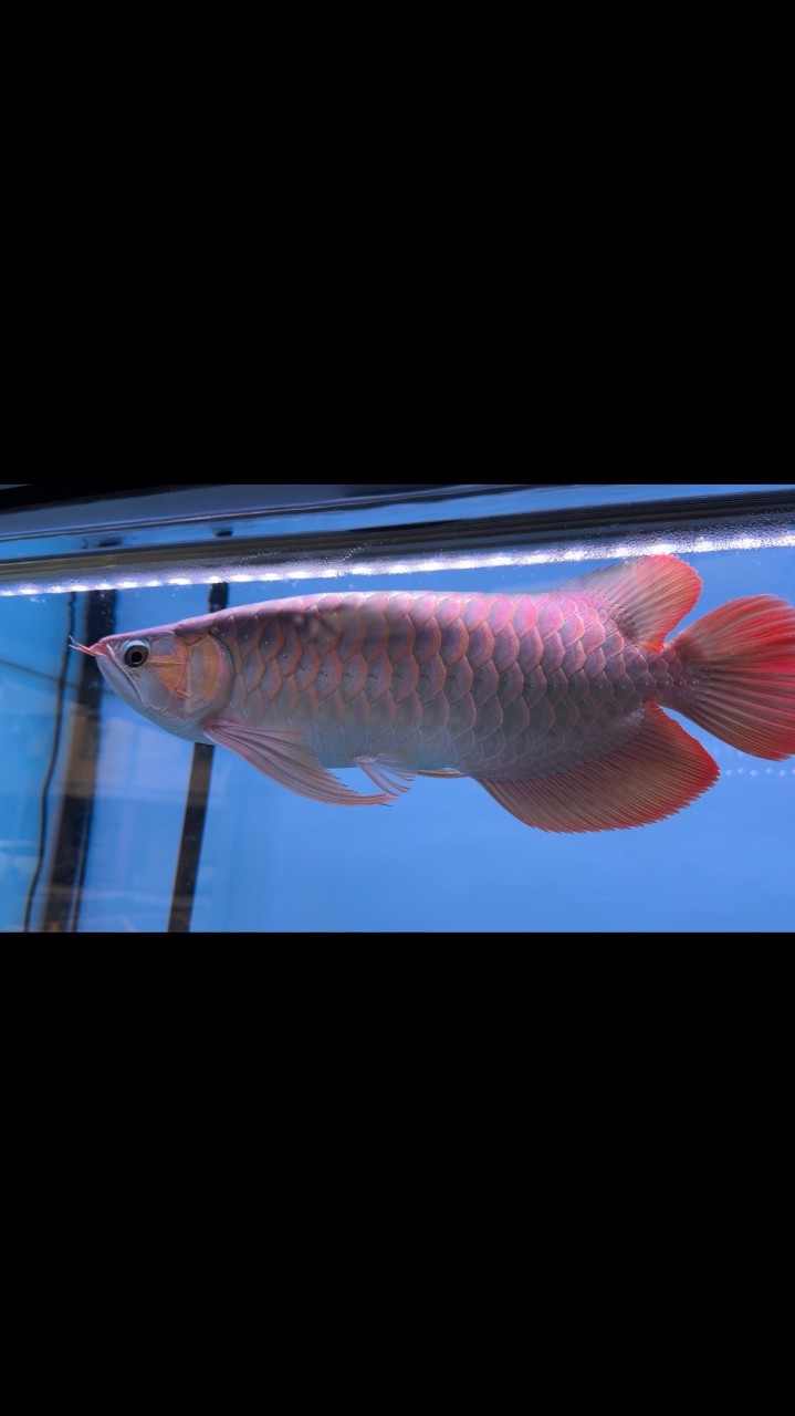 閃亮龍魚（Shiny AROWANA)