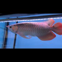 閃亮龍魚（Shiny AROWANA)