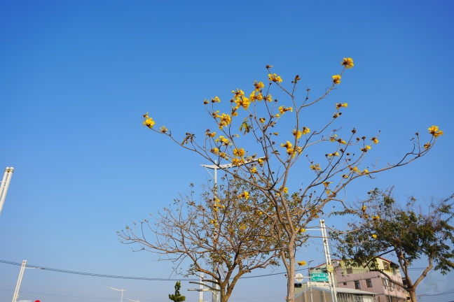 台中洲際路黃花風鈴木,崇德十九路黃花風鈴木,洲際棒球場黃花風鈴木