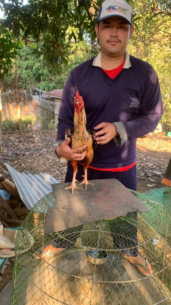 หนุ่มเกษตร อ.หนองกี่ จ.บุรีรัมย์💚🌾🐓