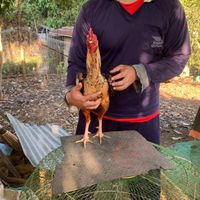 หนุ่มเกษตร อ.หนองกี่ จ.บุรีรัมย์💚🌾🐓