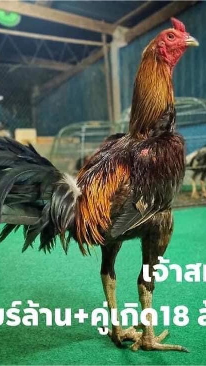 ส.บริสุทธิ์ ฟาร์ม สุพรรณบุรี