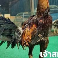 ส.บริสุทธิ์ ฟาร์ม สุพรรณบุรี