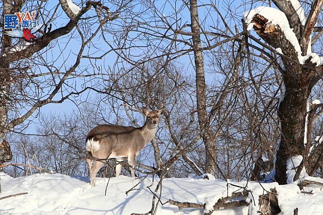 野生動物的的故鄉 釧路溼原蒼茫大地 @去旅行新聞網