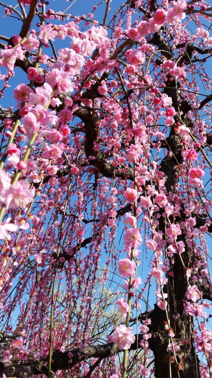 🌸介護で働く人達の部屋🌼