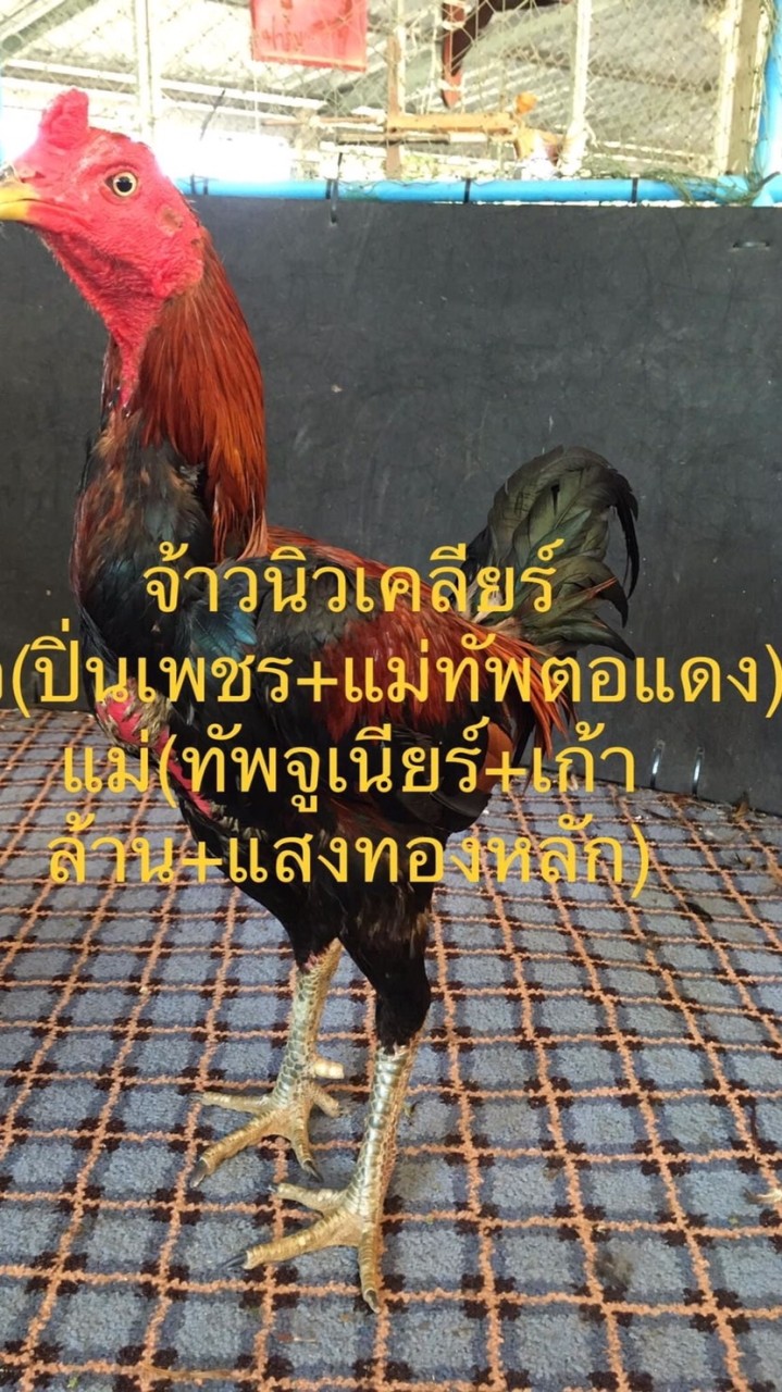 ณัฐนันท์ ฟาร์ม