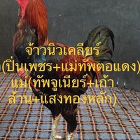 ณัฐนันท์ ฟาร์ม