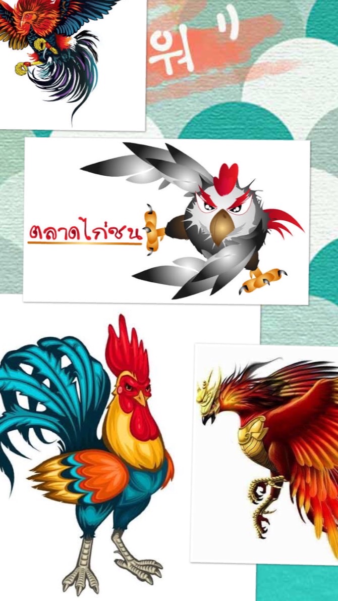ซื้อขายไก่ชน คนโคราช และ พื้นที่ใกล้เคียง