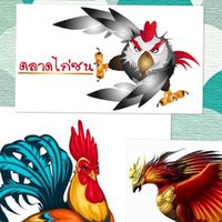 ซื้อขายไก่ชน คนโคราช และ พื้นที่ใกล้เคียง