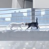 ˚. ⊹ ♰ まるで夢のようഒ ₊˚