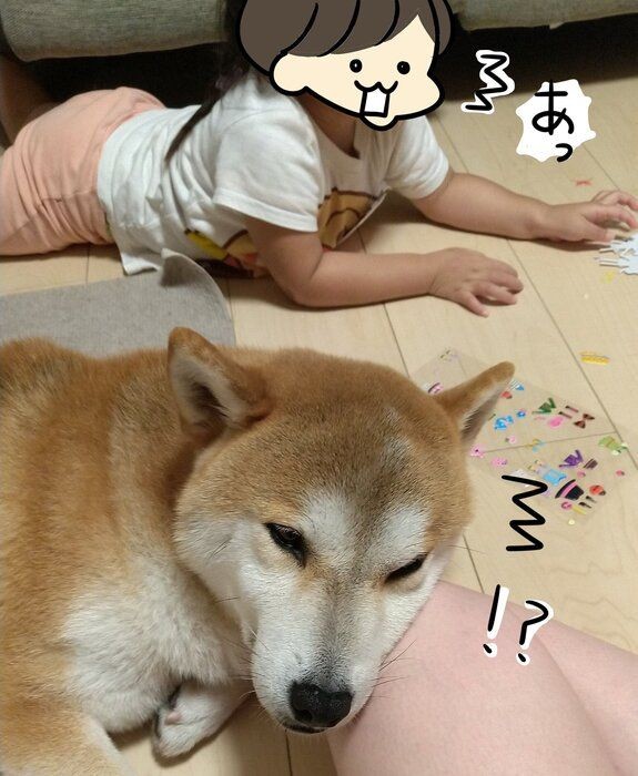 めったにない 娘が見つけた柴犬タロさんの レアもの