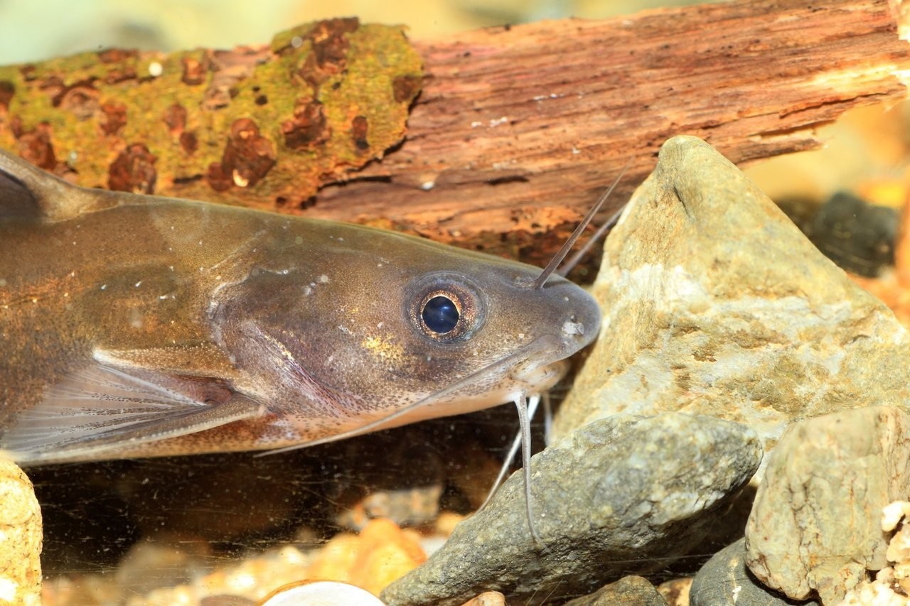 ギギは鳴く魚って知ってる 特徴や釣り方 美味しい食べ方を一挙ご紹介 Fishing Japan