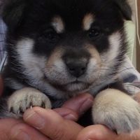 柴犬専業培育—台灣長谷川熊谷莊