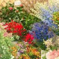 【公式】お花畑　お花、苔玉、ドライフラワーのレッスン🌸吹田市