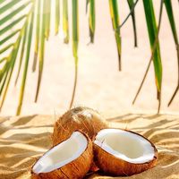 CocoNAOグループ