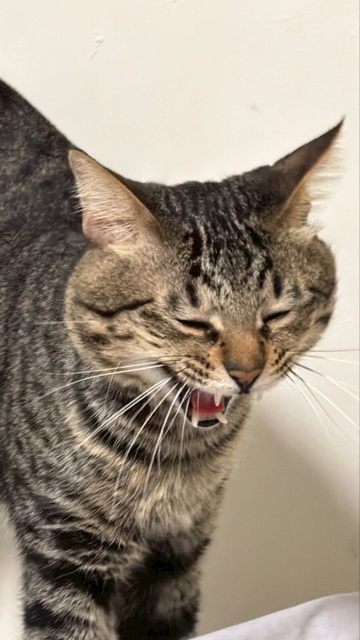 貓咪王國團購群🐈‍⬛
