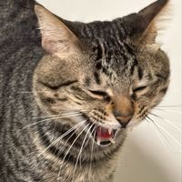 貓咪王國團購群🐈‍⬛