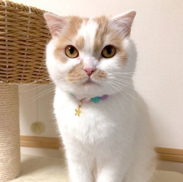 通りすがりに煽ってくる猫 笑 なめんなよぉって顔 ねこのきもちnews