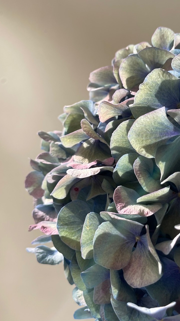 植物繪圖研究班-南部共學社群