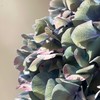 植物繪圖研究班-南部共學社群
