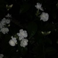 す と す の れ ん あ い‪ ෆ‪
