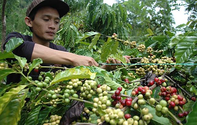 Bukan Cuma Beda Nama! Ini 7 Perbedaan Kopi Robusta Dan Arabika yang Pasti Lu Gak Tau, Yang Ngaku Pecinta Kopi Kudu Tau!