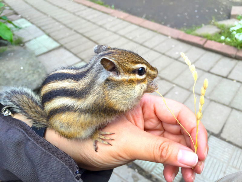 怪怪寵物集合 1