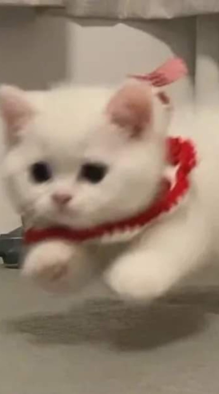 絲絲感冒膠囊💊
