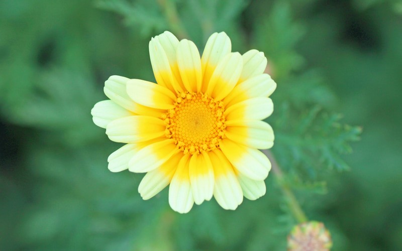 これは何の野菜の花 今の季節は特に食べたくなる葉物です 野菜の花クイズ Oggi