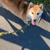 柴犬好きな子、犬が好きな子あつまれー！＆雑談！