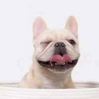 フレンチブルドッグのマシェリちゃん🐷🎀TikTok配信など予定を発信✨ママ子以外発信禁止！