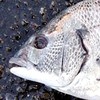 生き物に関連してる人、気になる人飼ってる人、釣り、ガサガサしてる人全員COME ONどんな雑談でも可