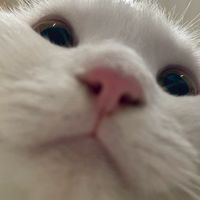 傳說啟動!
