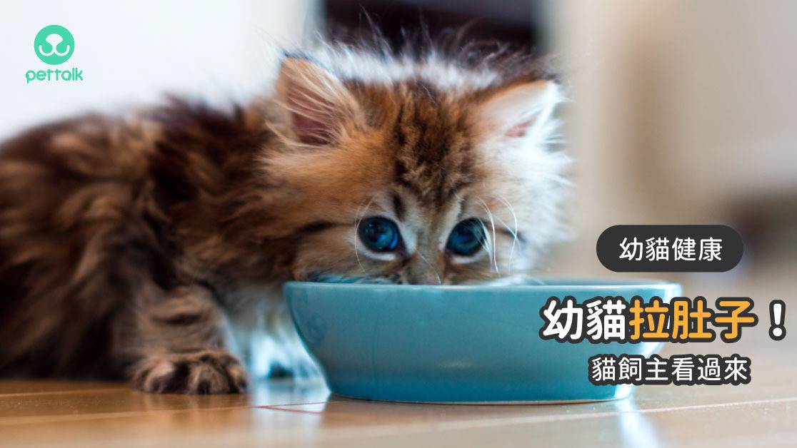 幼貓拉肚子怎麼辦？｜專業獸醫u2014楊孝柏 PetTalk說寵物 LINE TODAY