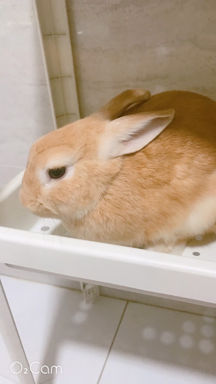 奶兔交流{小學生｝