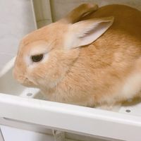 奶兔交流{小學生｝