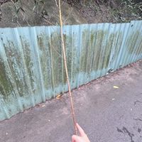 大屁